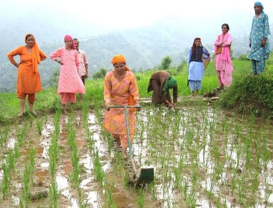 Women plant rice seedlings in a flooded hill field
