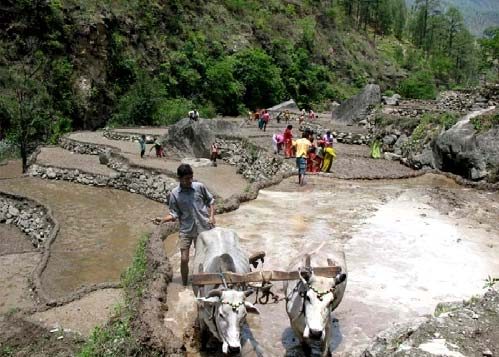 Villagers and a pair of bullocks work on a terraced pond bed in the hills