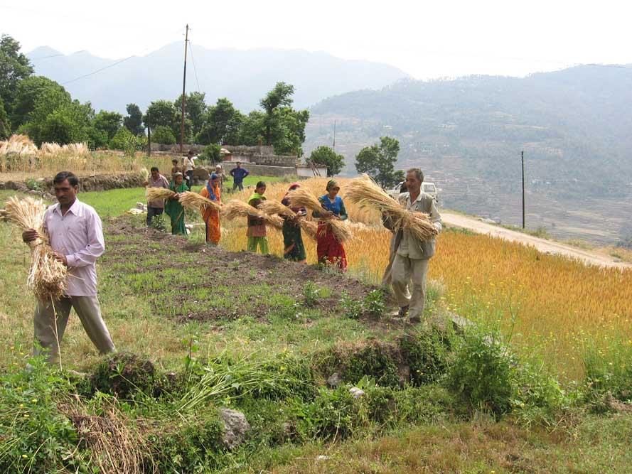 Farmers carry harvested crop across a hillside field